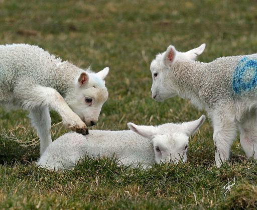 Lambs 9Y315D-004.JPG